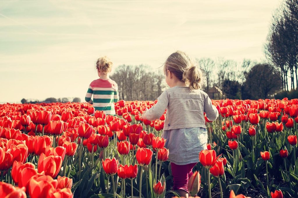 Landschap van Nederland voor een weekend weg – groen natuurgebied met Nederlandse karakteristieke elementen